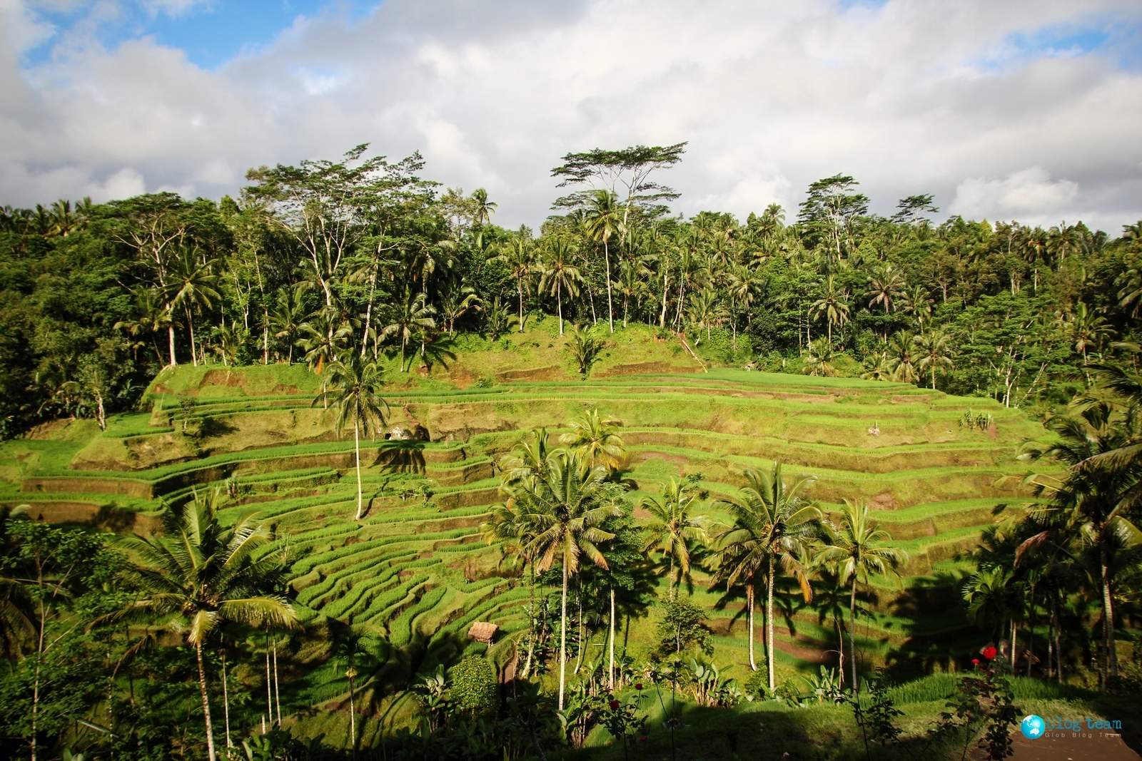 Bali - pola ryżowe 