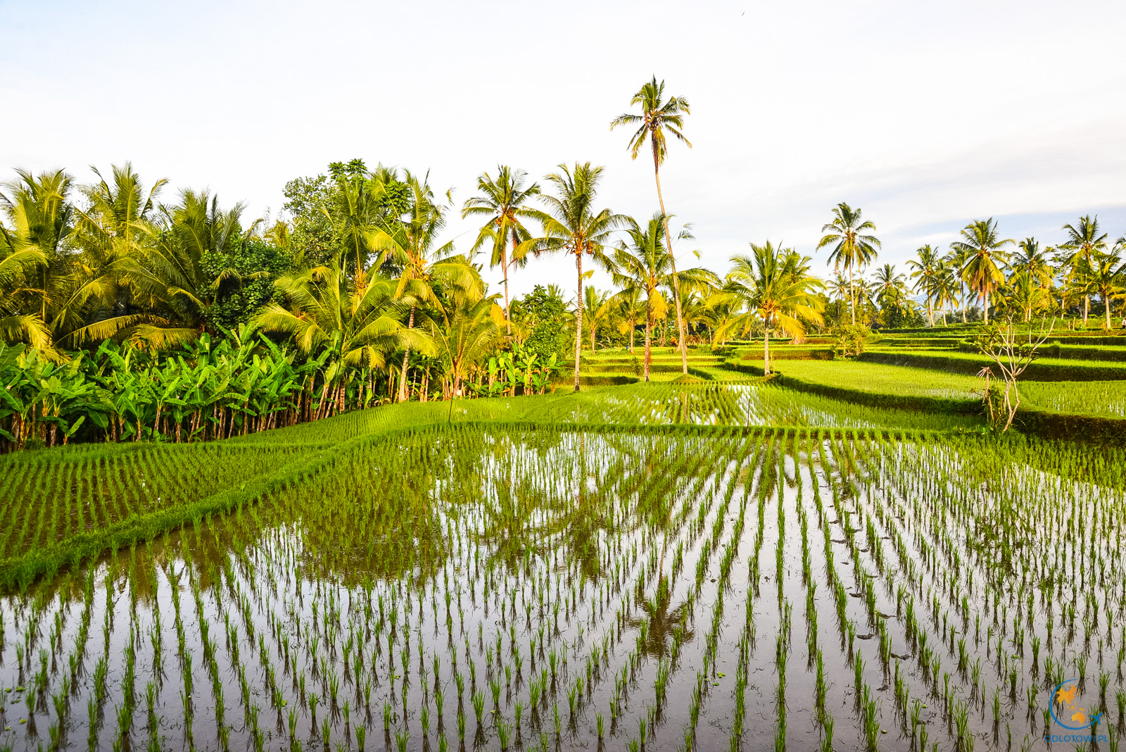Pola ryżowe na Bali | Bali Rice fields